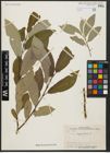Foto von Salix aegyptiaca L.